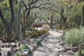 Boyce_Trail A dirt road with many cacti and trees