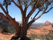 Sedona_Overlook_S180 A tree on the side of a mountain with a bird perched on it.