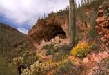Tonto_2 A cactus and cacti are growing on the side of a mountain.