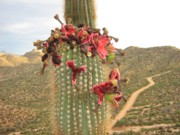 banner_road_180 A cactus with flowers on it's stem.