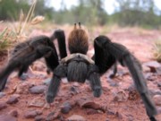 banner_spider_180 A spider is crawling on the ground in front of some rocks.