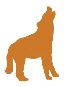A brown wolf is standing up and looking at the ground.