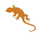 A lizard is standing on its hind legs.