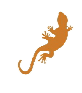 A lizard is shown in an orange color.