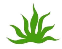 cropped_logo_agave A green plant with long leaves growing from it.