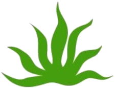 A green plant with white lines on it's leaves.